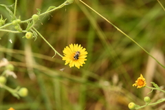 Copestylum marginatum