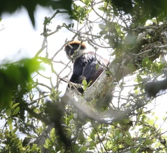 Piliocolobus gordonorum