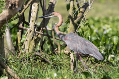 Ardea goliath