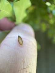 Meteorus pulchricornis