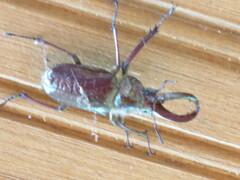 Sphaenognathus bellicosus