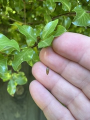 Meteorus pulchricornis