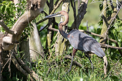 Ardea goliath