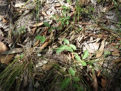 Desmodium rhytidophyllum