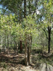 Melaleuca saligna