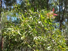Melaleuca saligna
