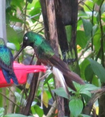 Chalybura buffonii