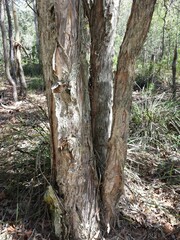 Melaleuca saligna