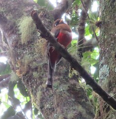 Trogon personatus