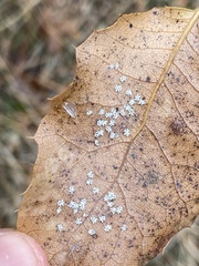 Aleuroplatus coronata