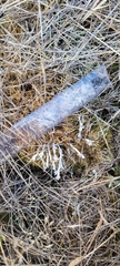 Cladonia subulata