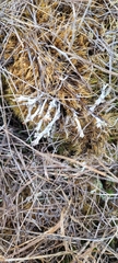 Cladonia subulata
