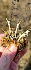 Cladonia subulata
