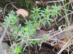 Galium parisiense