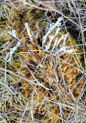 Cladonia subulata