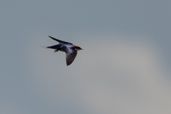 Hirundo smithii