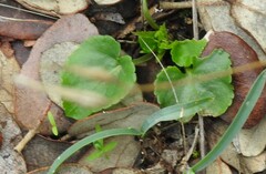 Viola riviniana