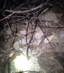 Sceloporus grandaevus