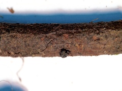 Annulohypoxylon moriforme