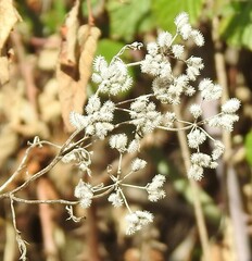 Torilis arvensis