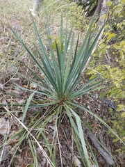 Yucca