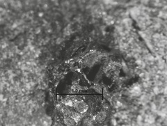 Annulohypoxylon moriforme