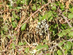 Torilis arvensis