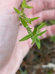 Gratiola pilosa