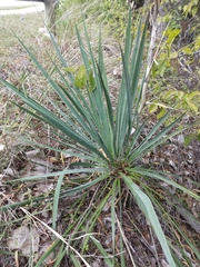 Yucca