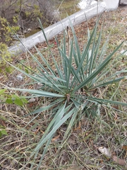 Yucca