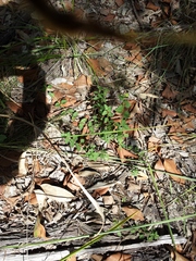 Lantana montevidensis