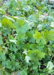 Geranium molle