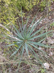 Yucca
