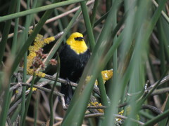 Chrysomus icterocephalus