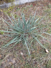 Yucca