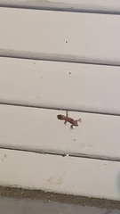 Hemidactylus turcicus