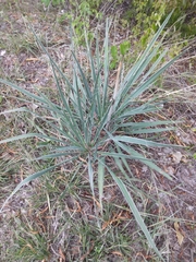 Yucca