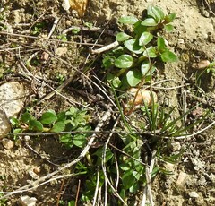 Veronica serpyllifolia