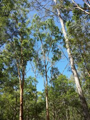 Angophora leiocarpa