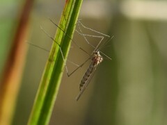 Trichocera annulata