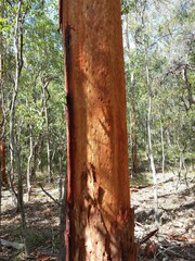 Angophora leiocarpa