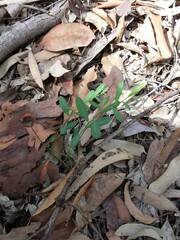 Synostemon hirtellus