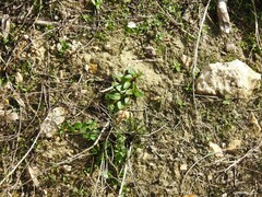 Veronica serpyllifolia