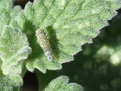 Eupteryx decemnotata