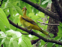 Oriolus chinensis diffusus