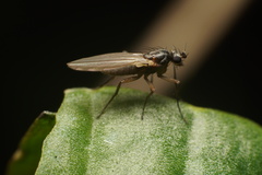 Lonchoptera bifurcata