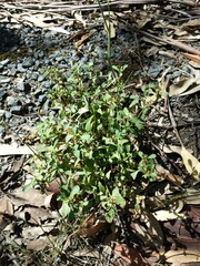 Sphaeromorphaea australis