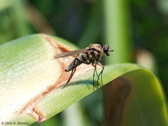 Therevidae