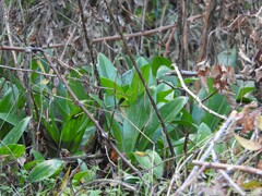 Himantoglossum robertianum