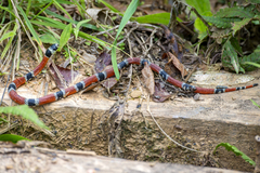 Aesculapian False Coral Snake photo 2